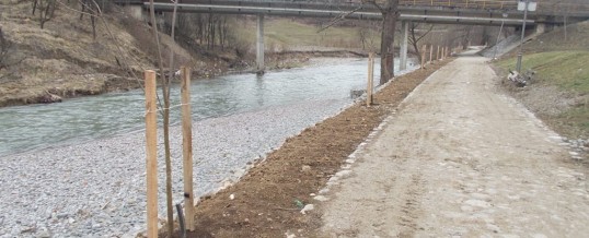 Završena sadnja katalpi uz obalu Vrbanje