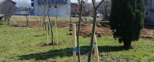 Posađene katalpe u naselju Bregov